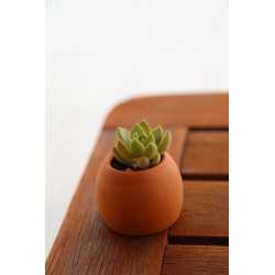 Succulente pot brut