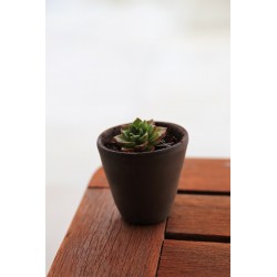 Succulente pot noir