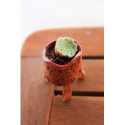 Succulente pot tripède